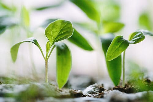 Close up picture of seedlings just sprouting and starting to grow